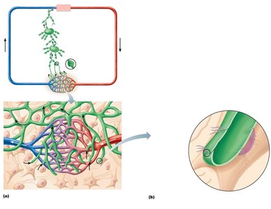 Distribution and special features of lymphatic capillaries