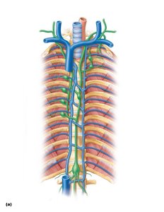 Major lymphatic trunks and ducts in relation to veins and surrounding structures