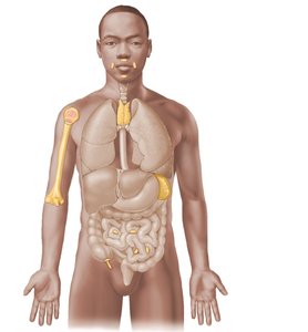 Primary and secondary lymphoid organs