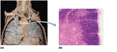 Thymus location and histology