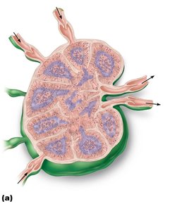 Internal structure of a lymph node and associated lymphatics