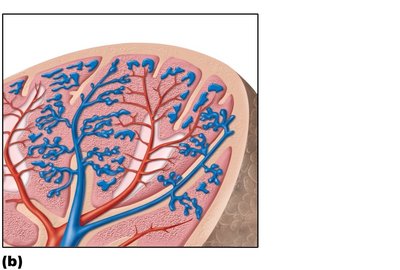 Diagram of spleen histology
