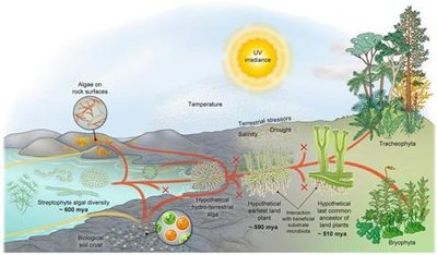 Evolutionary transition from aquatic algae to land plants, showing major adaptations and groups