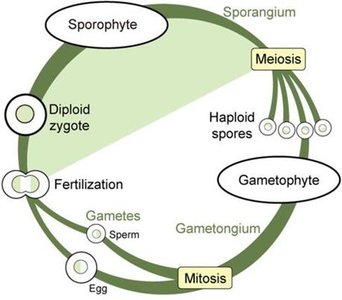 Diagram of alternation of generations in plants