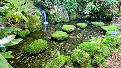 Mosses in a humid environment