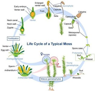 Life cycle of a typical moss