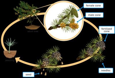 Conifer life cycle diagram