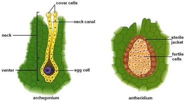 Diagram of archegonium and antheridium structure
