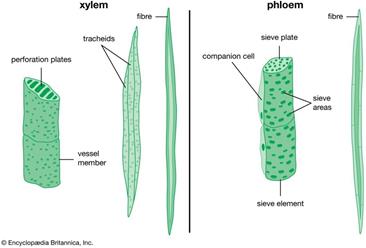 Structure of xylem and phloem