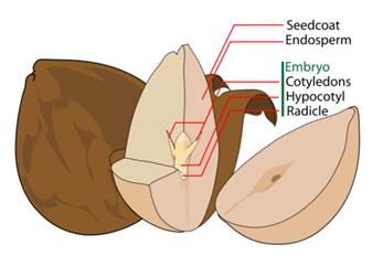 Structure of a seed showing seed coat, endosperm, and embryo
