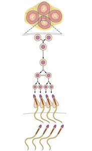 Spermatogenesis process