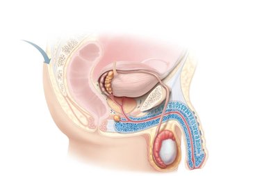 Sagittal section of the male reproductive system