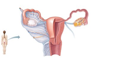Human female reproductive organs, sagittal view