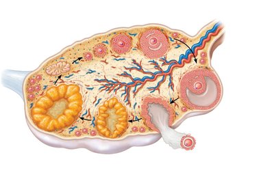 Ovarian follicle development