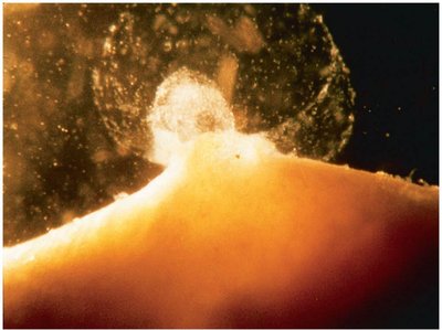 Ovulation process