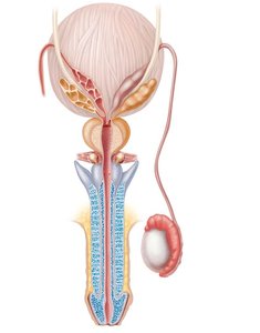 Male reproductive organs, frontal section