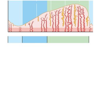 Phases of the uterine cycle