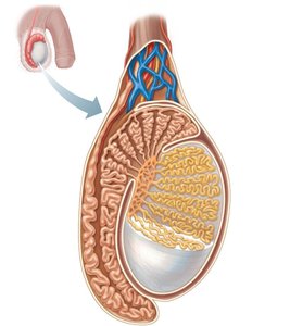 Sagittal section of the testis and associated epididymis
