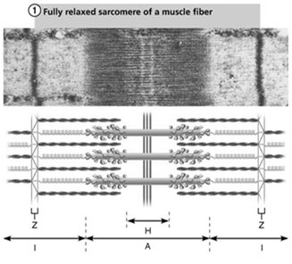 Sliding filament model of contraction (relaxed)