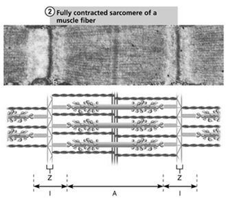 Sliding filament model of contraction (contracted)