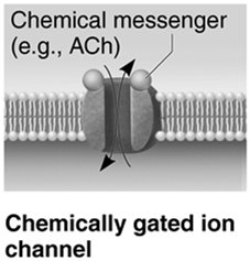Chemically gated ion channel