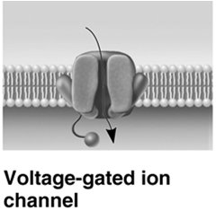 Voltage-gated ion channel