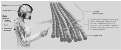 Overview of skeletal muscle contraction