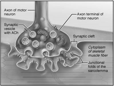 Overview of skeletal muscle contraction (NMJ focus)