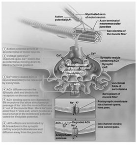 Events at the Neuromuscular Junction