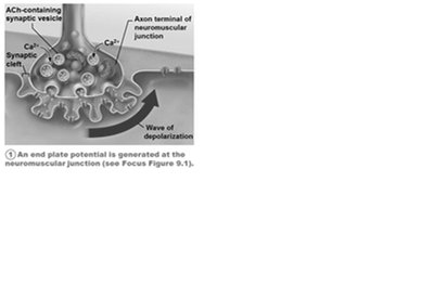 Generation and propagation of an action potential (step 1)