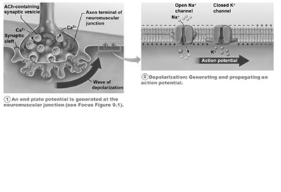 Generation and propagation of an action potential (step 2)