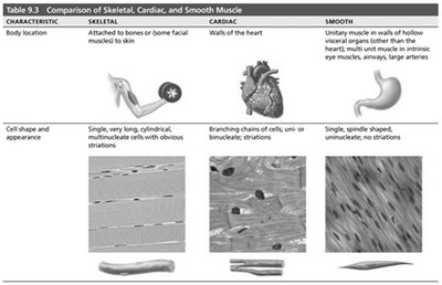Comparison of Skeletal, Cardiac, and Smooth Muscle