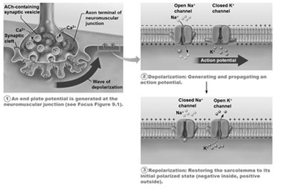 Generation and propagation of an action potential (step 3)