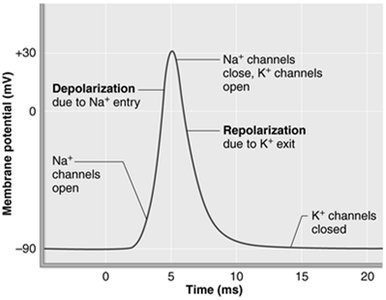 Action potential tracing in a muscle fiber