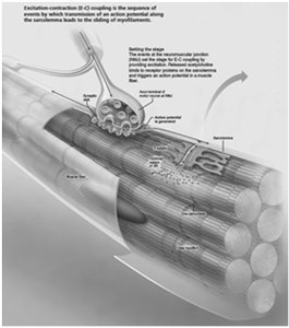 Excitation-Contraction Coupling (step 1)