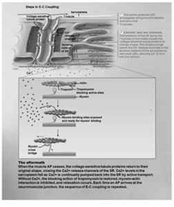 Excitation-Contraction Coupling (step 2)