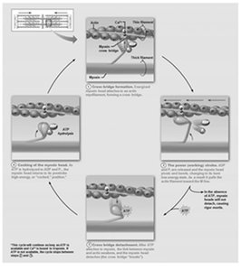 Cross Bridge Cycle