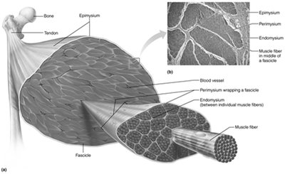 Connective tissue sheaths of skeletal muscle