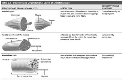 Structure and Organizational Levels of Skeletal Muscle