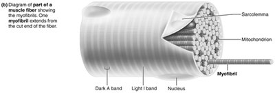 Microscopic anatomy of a skeletal muscle fiber