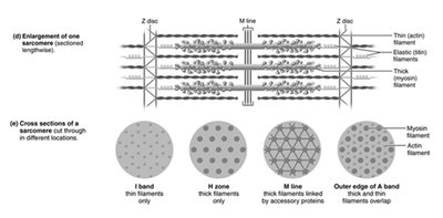 Sarcomere structure and arrangement of myofilaments