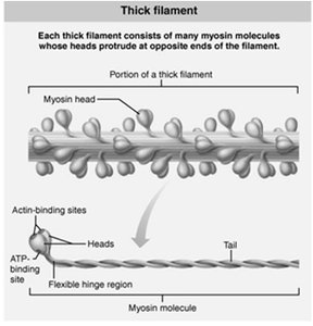 Thick filament structure