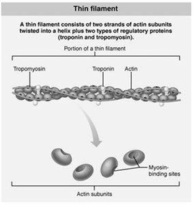 Thin filament structure