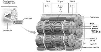 Relationship of the sarcoplasmic reticulum and T tubules to myofibrils