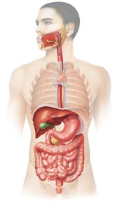 Anatomical illustration of the digestive system in the human body