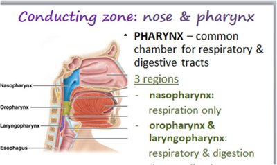 Diagram of the pharynx showing its three regions
