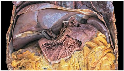 Dissection image showing the stomach and surrounding organs