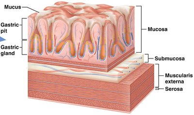Diagram of the stomach wall showing mucosa, submucosa, muscularis, and serosa
