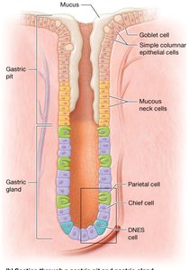 Diagram of a gastric pit and gland with labeled cell types