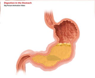 Diagram of cephalic, gastric, and intestinal phases of digestion